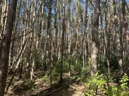 38.679 m² bosgrond in Swedt/Oder, Brandenburg - Duitsland