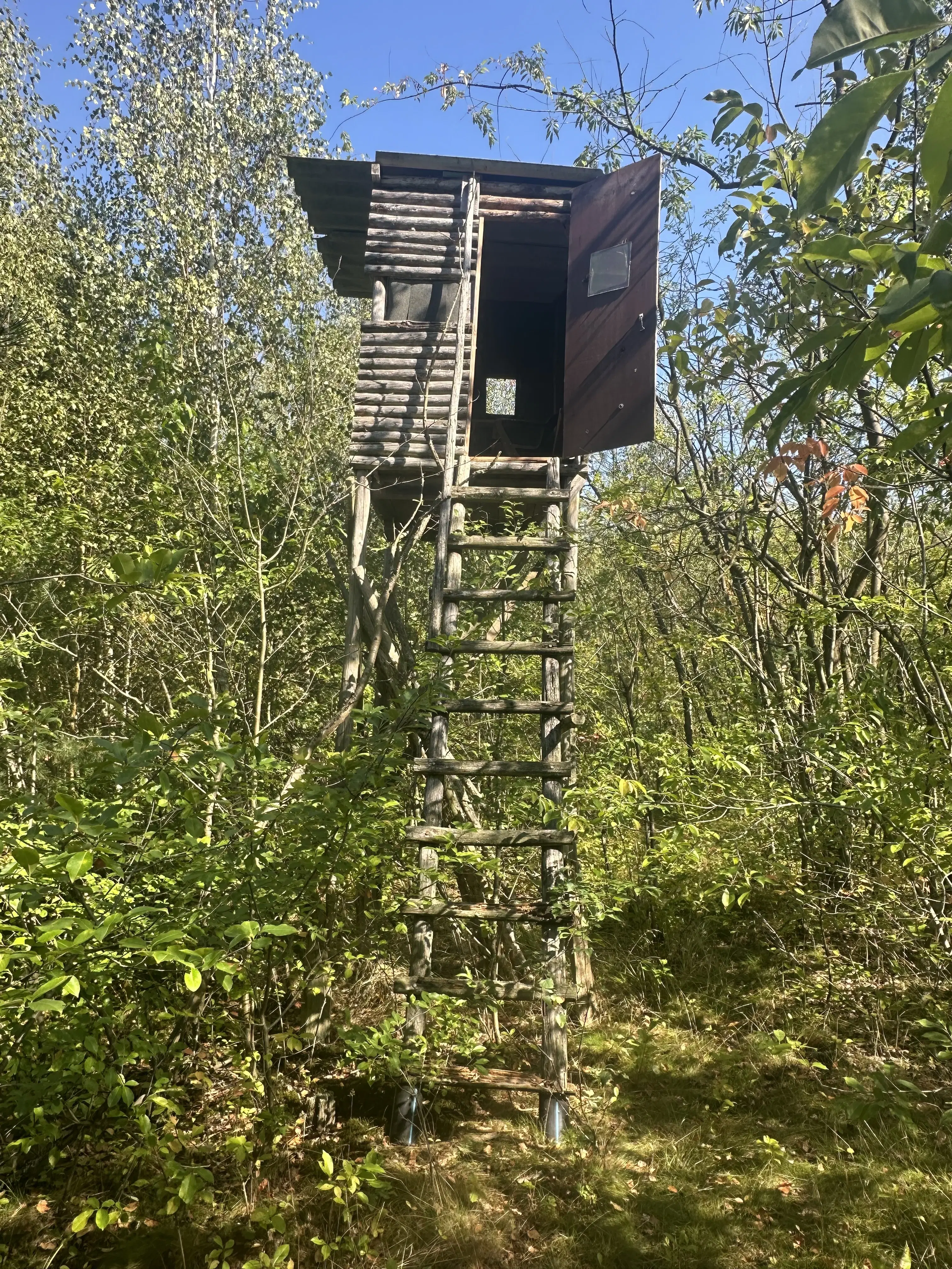 38.679 m² bosgrond in Swedt/Oder, Brandenburg - Duitsland