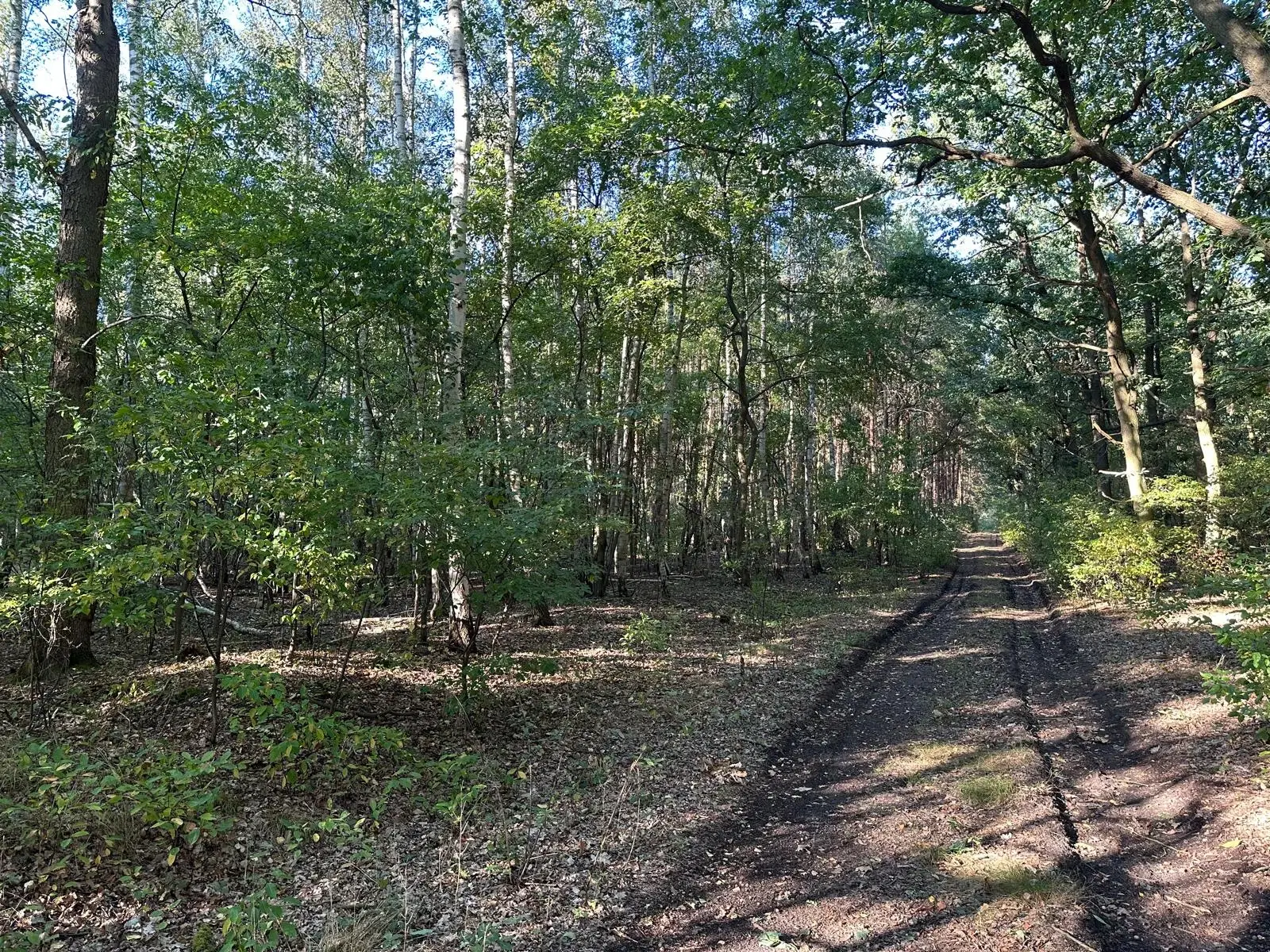 38.679 m² bosgrond in Swedt/Oder, Brandenburg - Duitsland