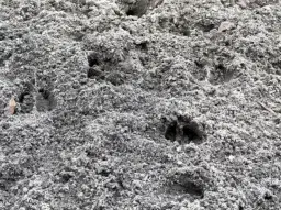 38.679 m² bosgrond in Swedt/Oder, Brandenburg - Duitsland