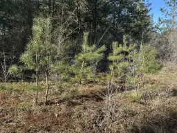 2 vrije percelen van totaal 4.710 m² in Spremberg, Brandenburg - Duitsland