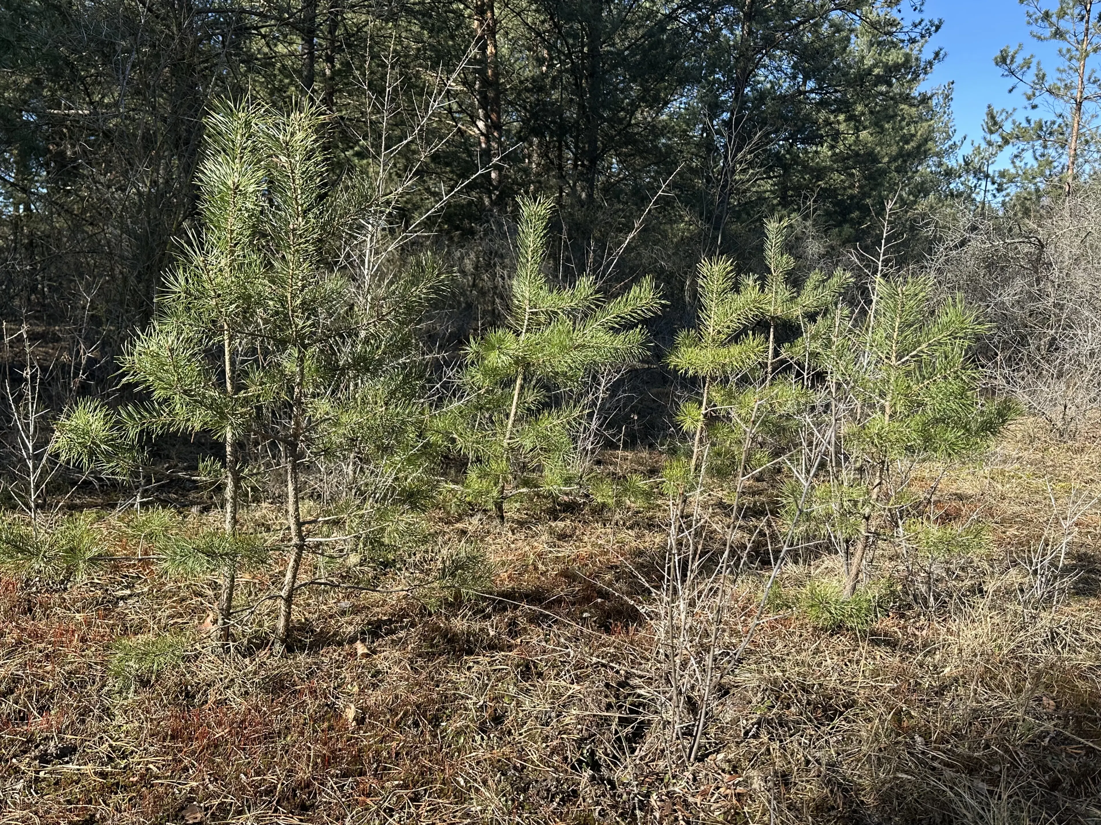 Twee vrije percelen van totaal 4.710 m² in Spremberg, Brandenburg - Duitsland