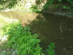 36.009 m² bosgrond nabij Vidbol River in Tsar Shismanovo, Vidin - Bulgarije