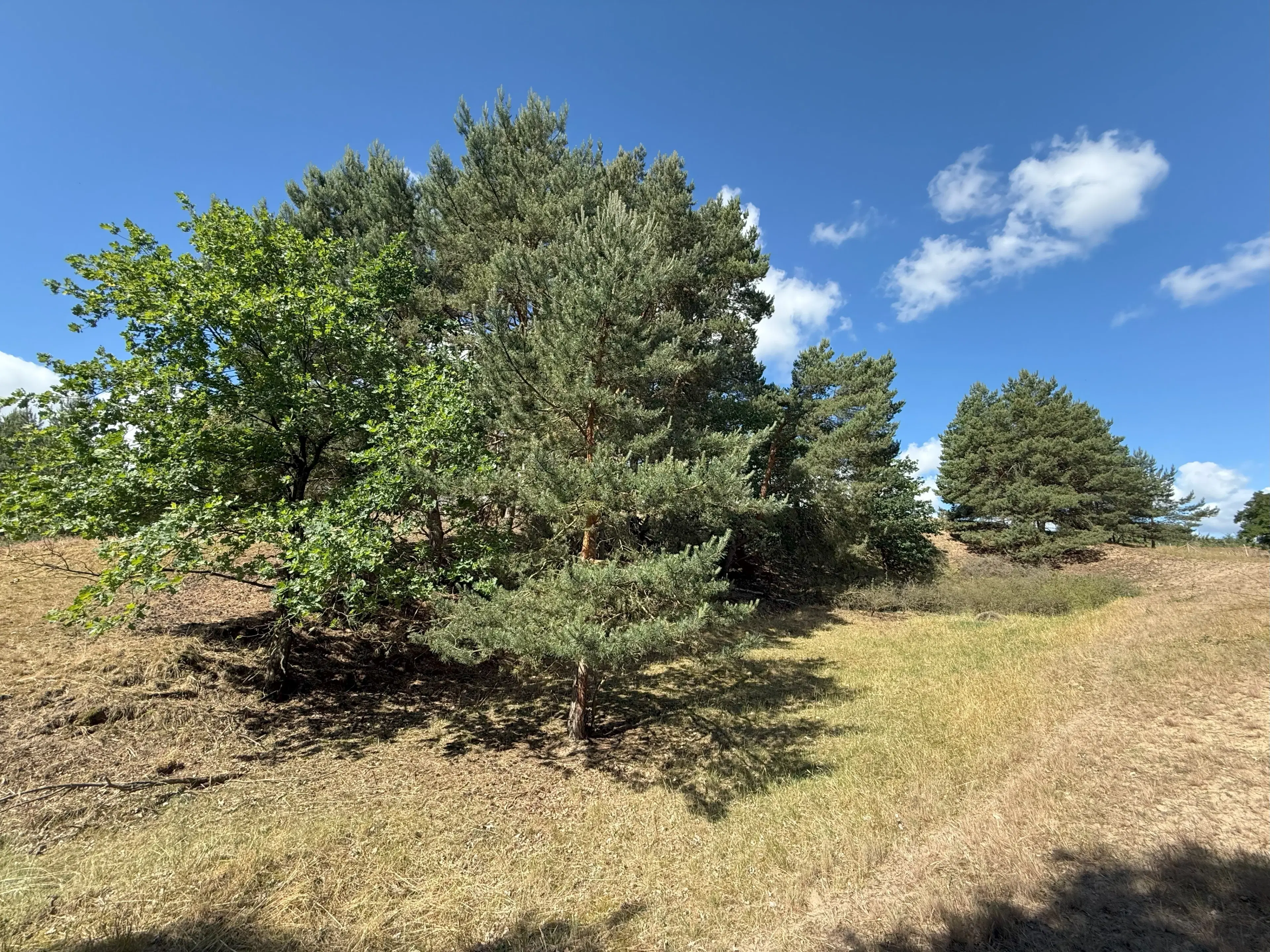 Twee percelen van totaal 1.275 m² in Lebus, Brandenburg - Duitsland