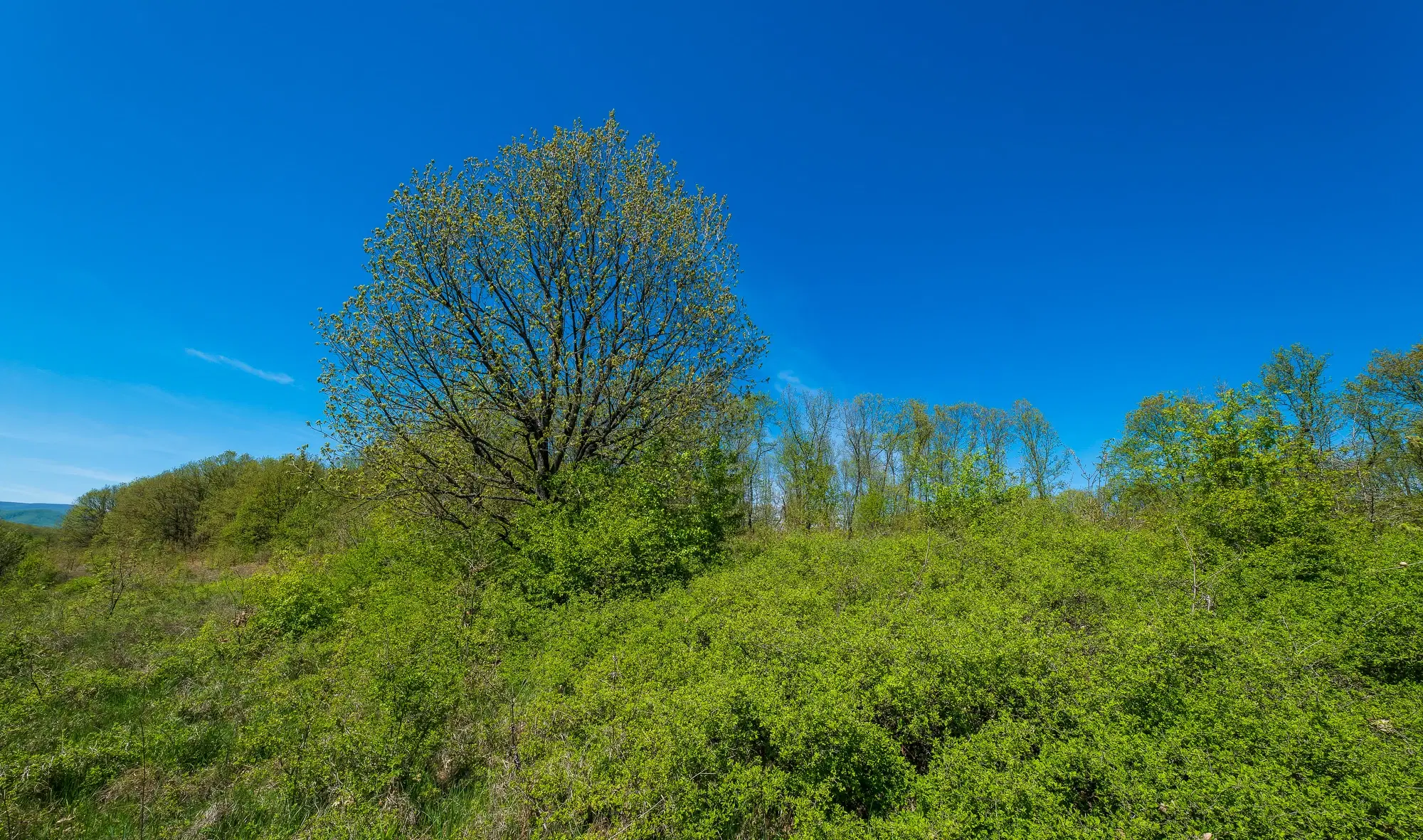 2.050 m² bosgrond in Tolovitsa, regio Vidin - Bulgarije