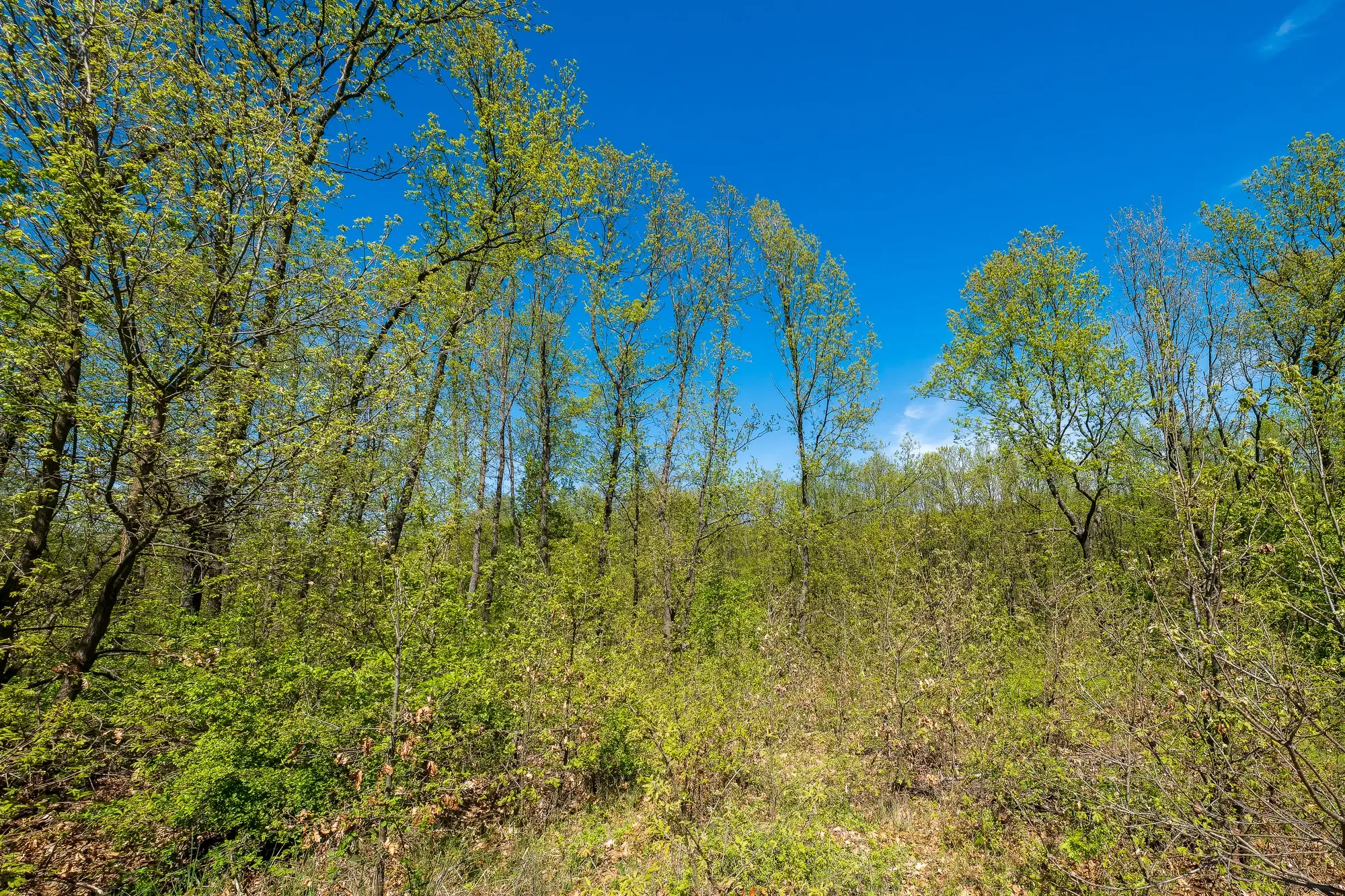 2.050 m² bosgrond in Tolovitsa, regio Vidin - Bulgarije