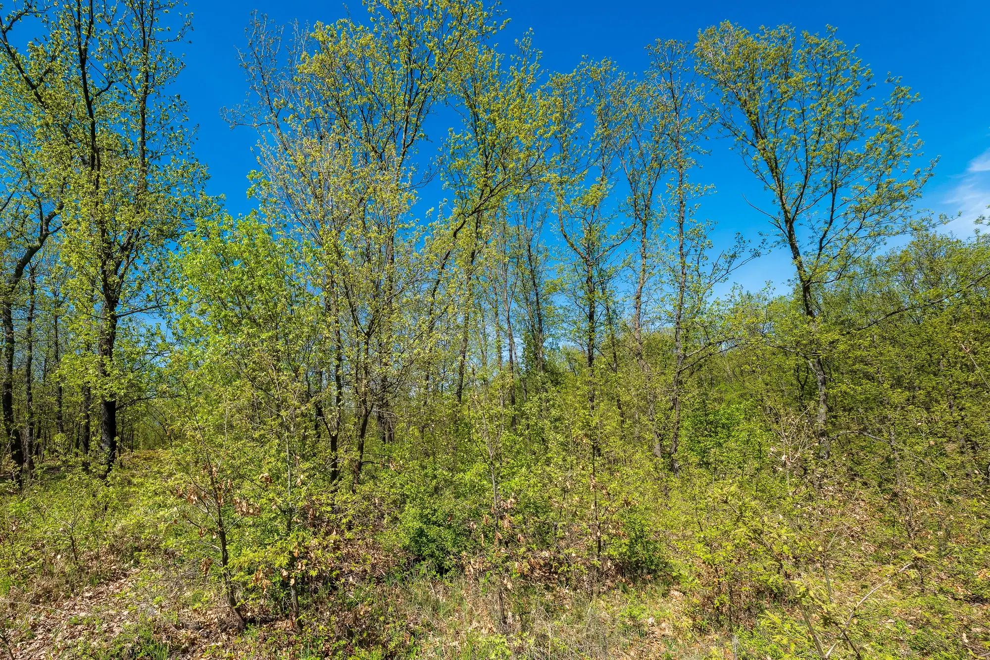 2.050 m² bosgrond in Tolovitsa, regio Vidin - Bulgarije