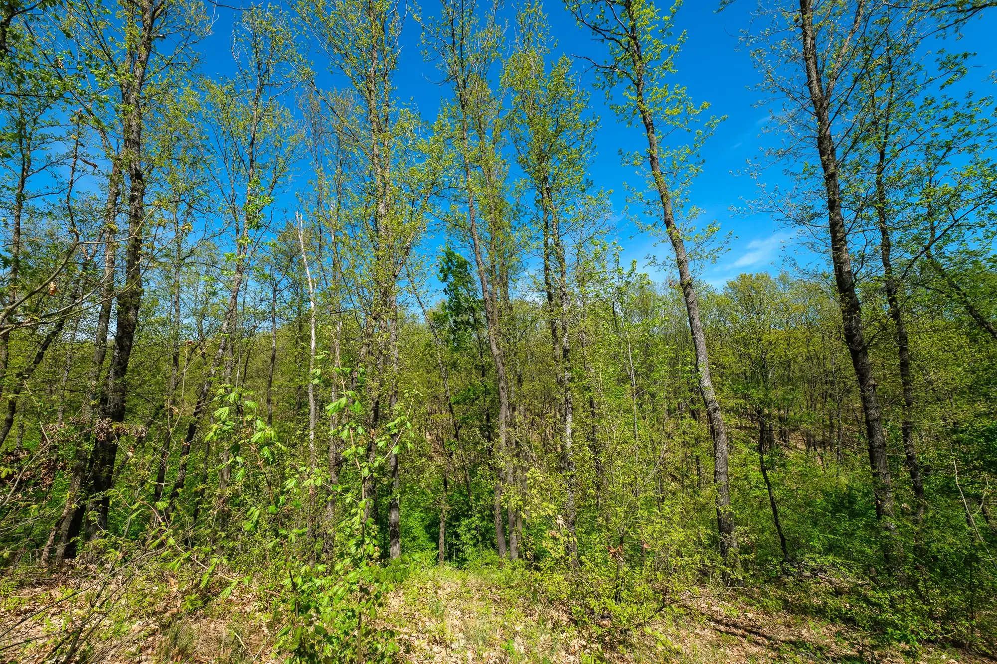 2.050 m² bosgrond in Tolovitsa, regio Vidin - Bulgarije