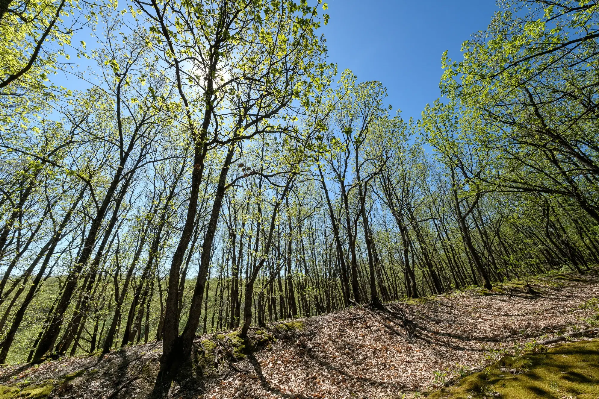 2.050 m² bosgrond in Tolovitsa, regio Vidin - Bulgarije