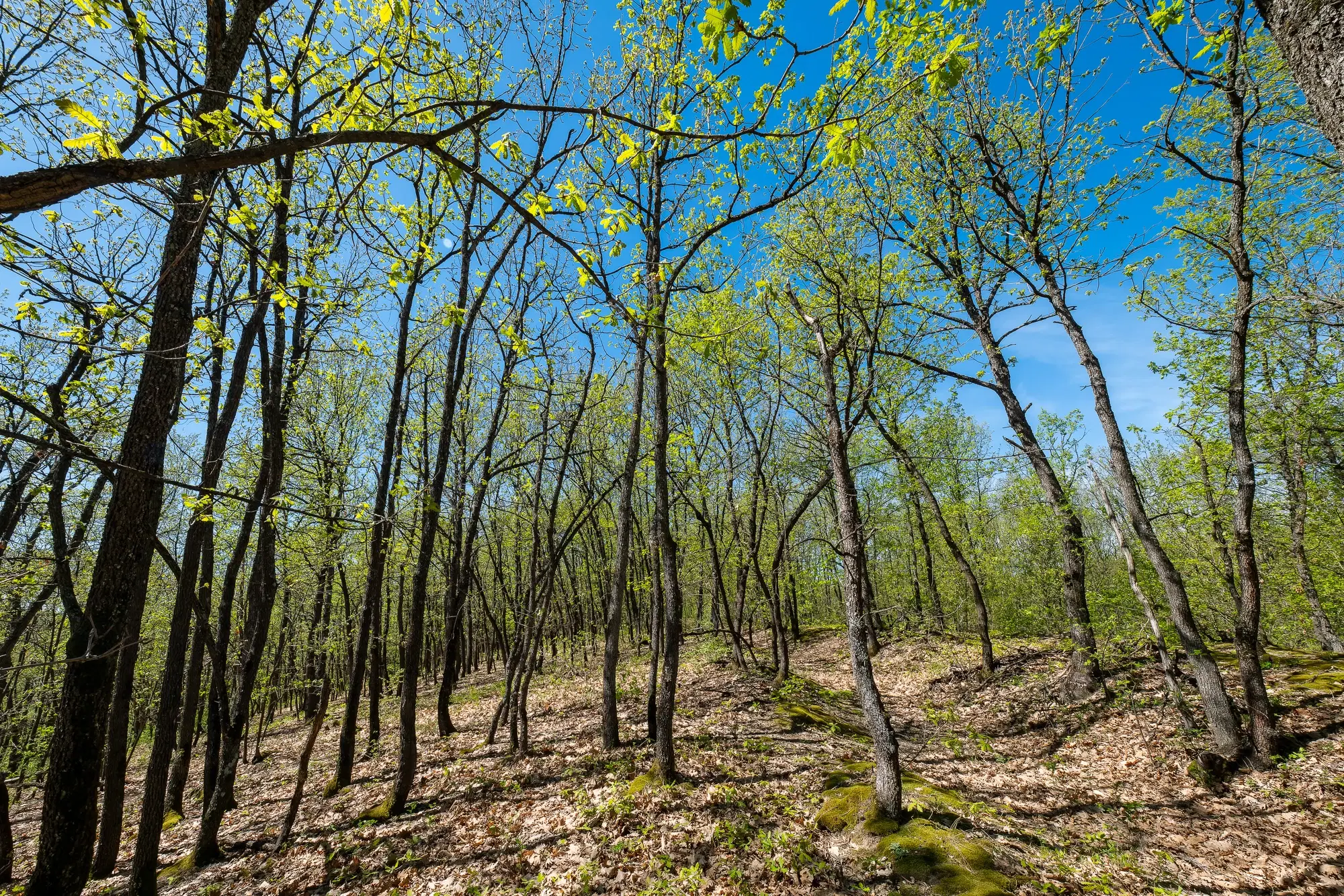2.050 m² bosgrond in Tolovitsa, regio Vidin - Bulgarije