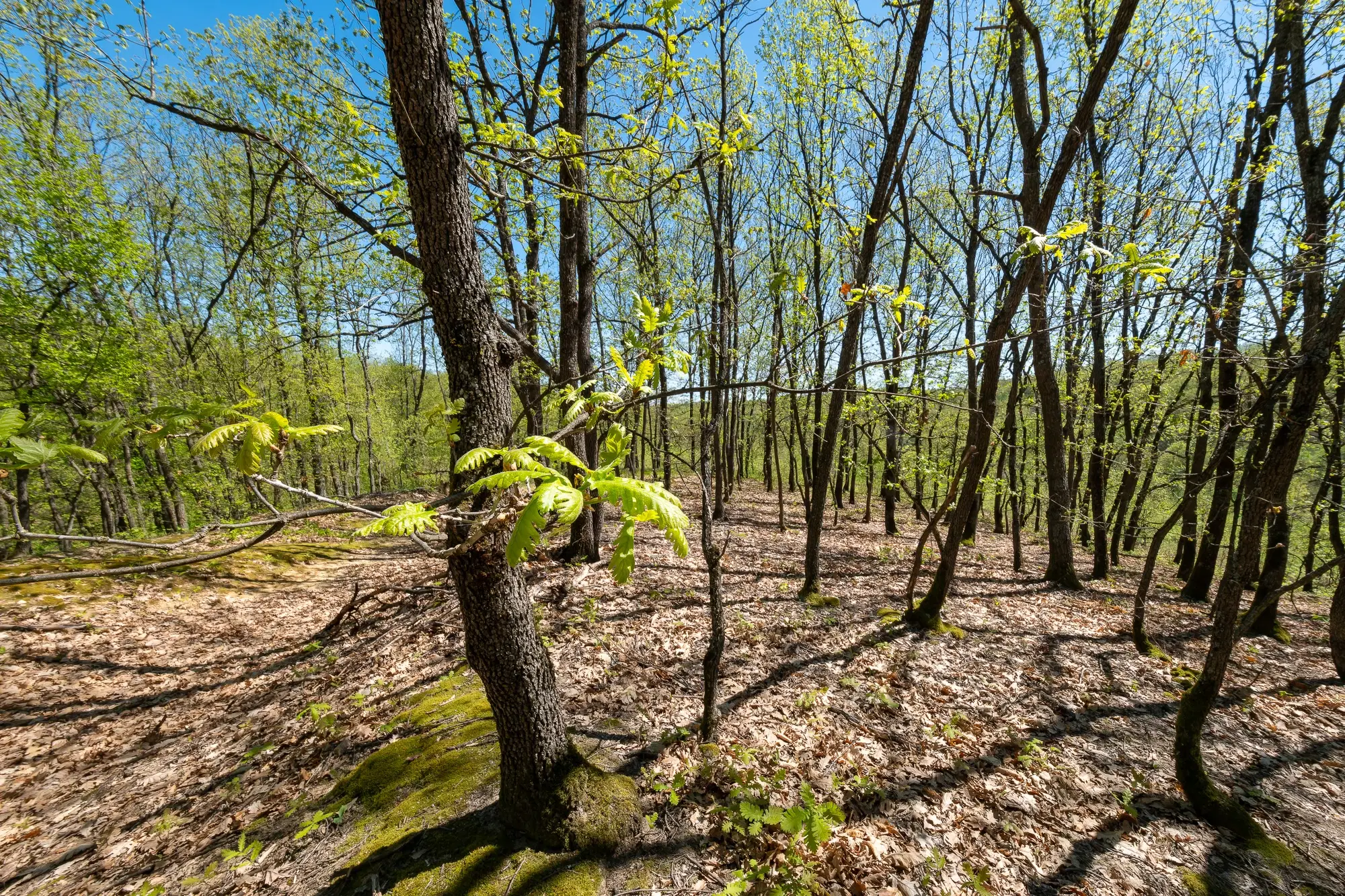 2.050 m² bosgrond in Tolovitsa, regio Vidin - Bulgarije