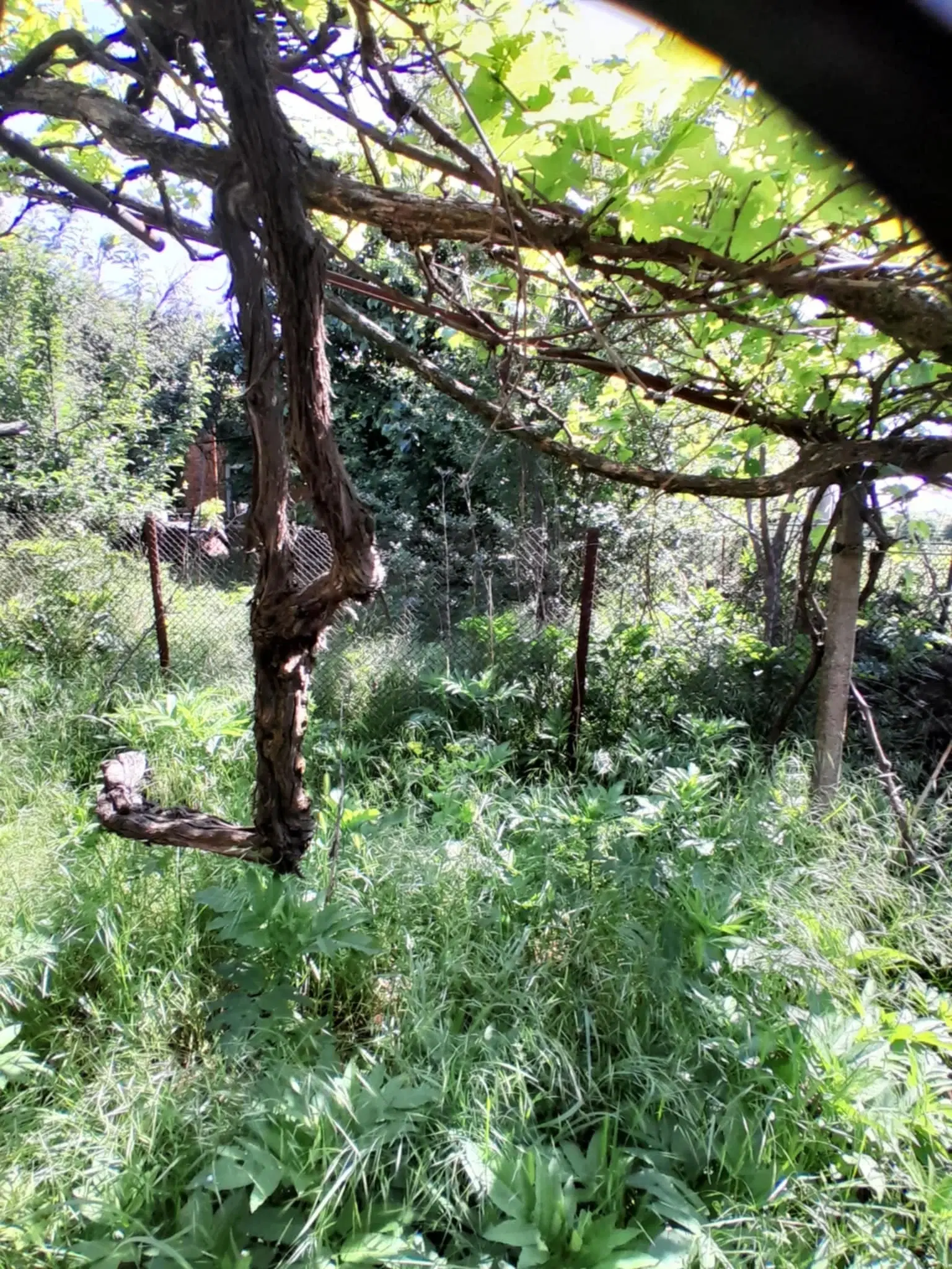 2.480 m² land met 2 huizen en bijgebouwen in Rakovitsa, Vidin - Bulgarije