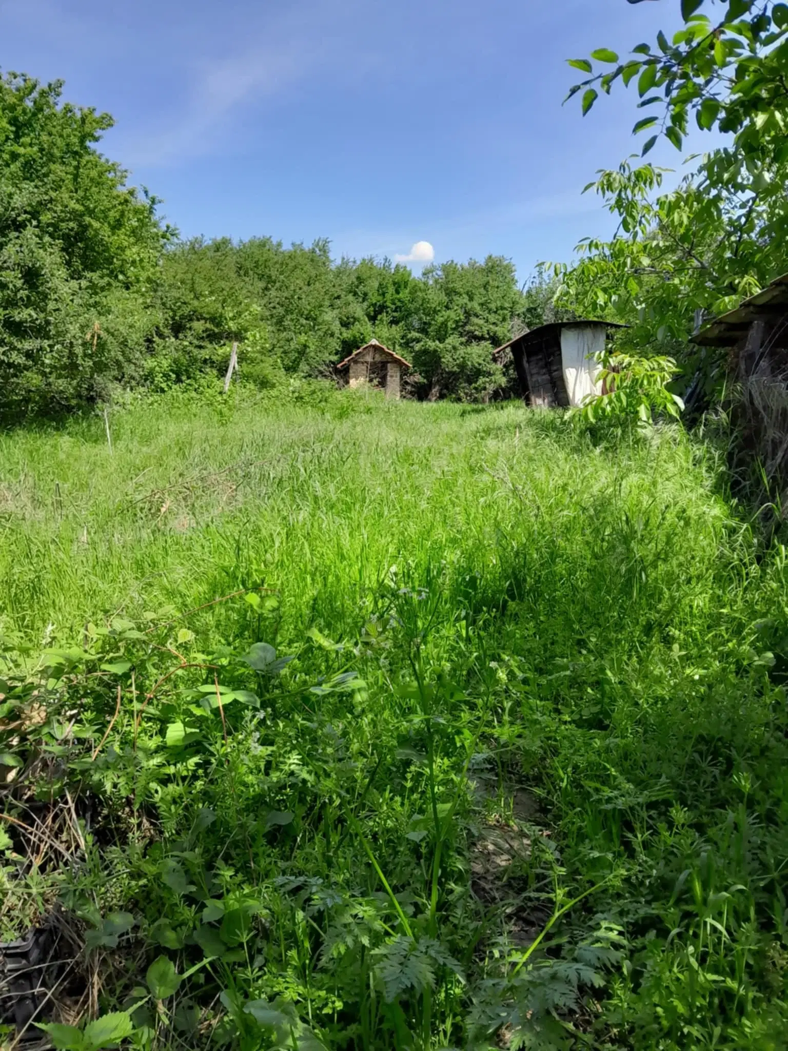2.480 m² land met 2 huizen en bijgebouwen in Rakovitsa, Vidin - Bulgarije
