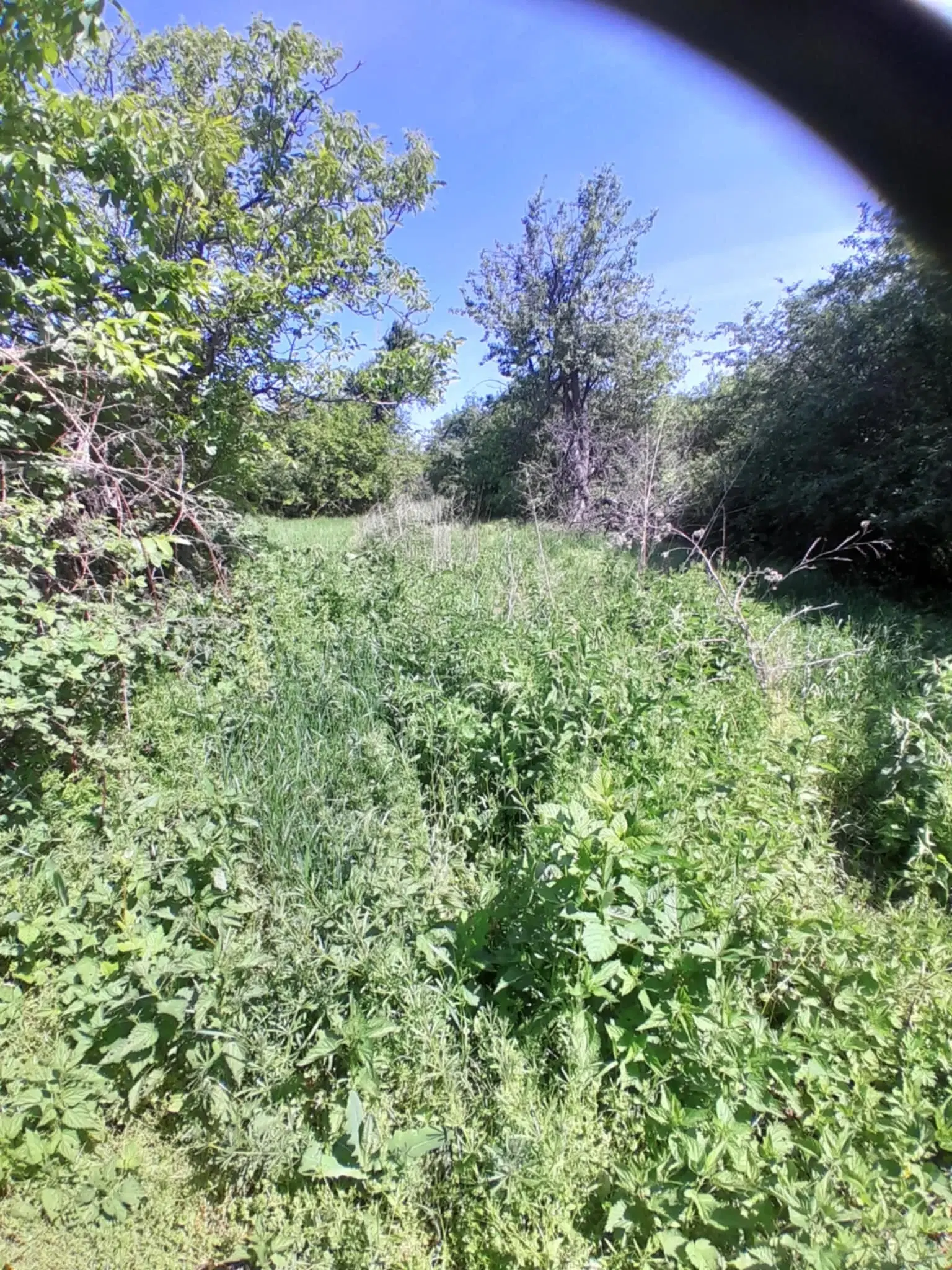 2.480 m² land met 2 huizen en bijgebouwen in Rakovitsa, Vidin - Bulgarije