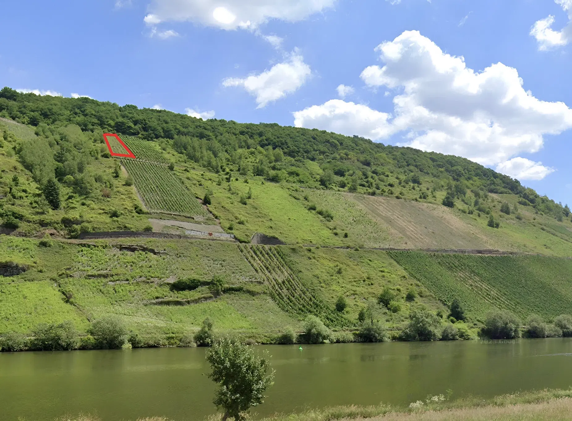 Wijngaard 774 m² met Riesling *direct gebruik mogelijk* in Cochem - Duitsland