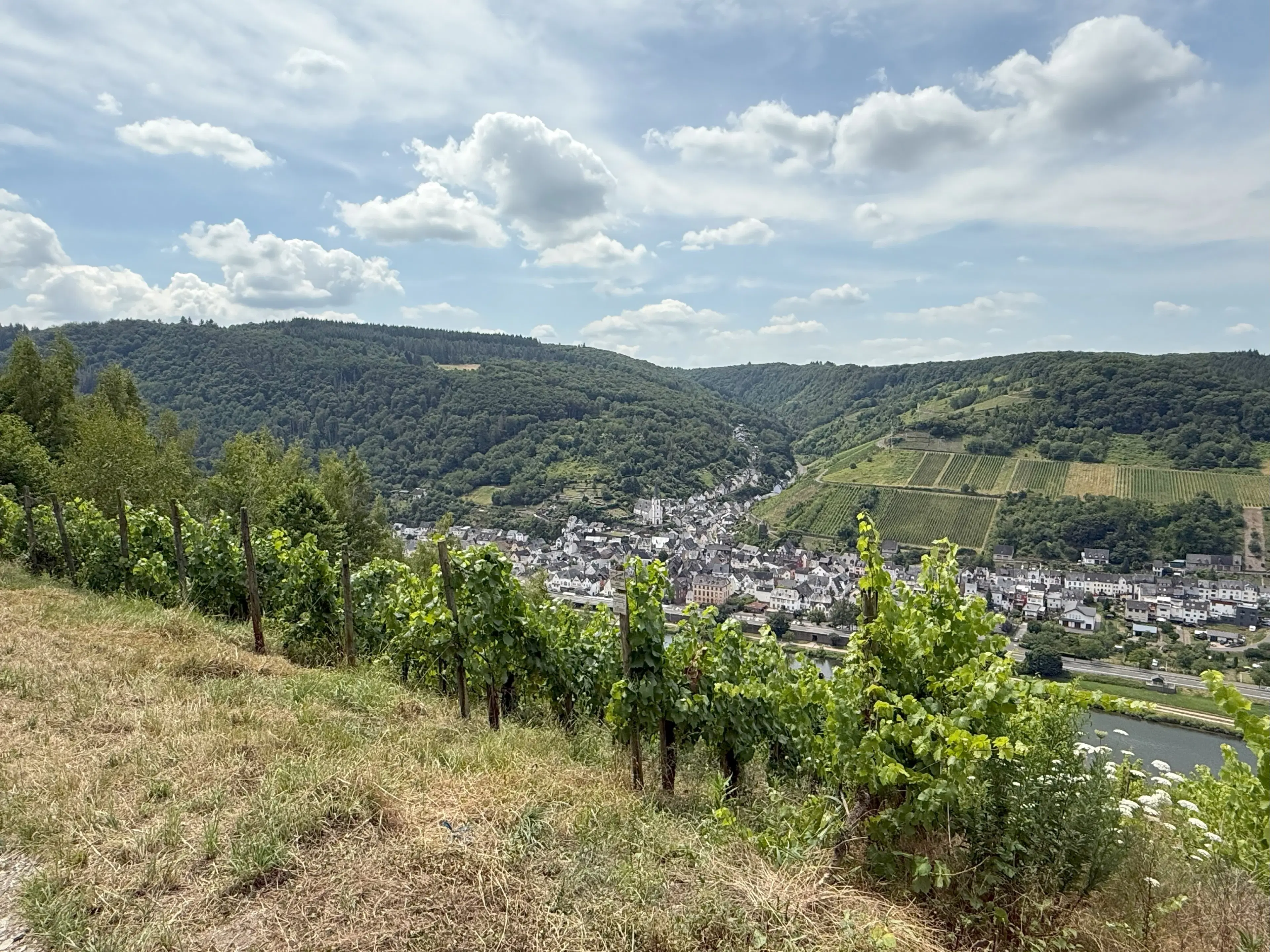 Wijngaard 774 m² met Riesling *direct gebruik mogelijk* in Cochem - Duitsland