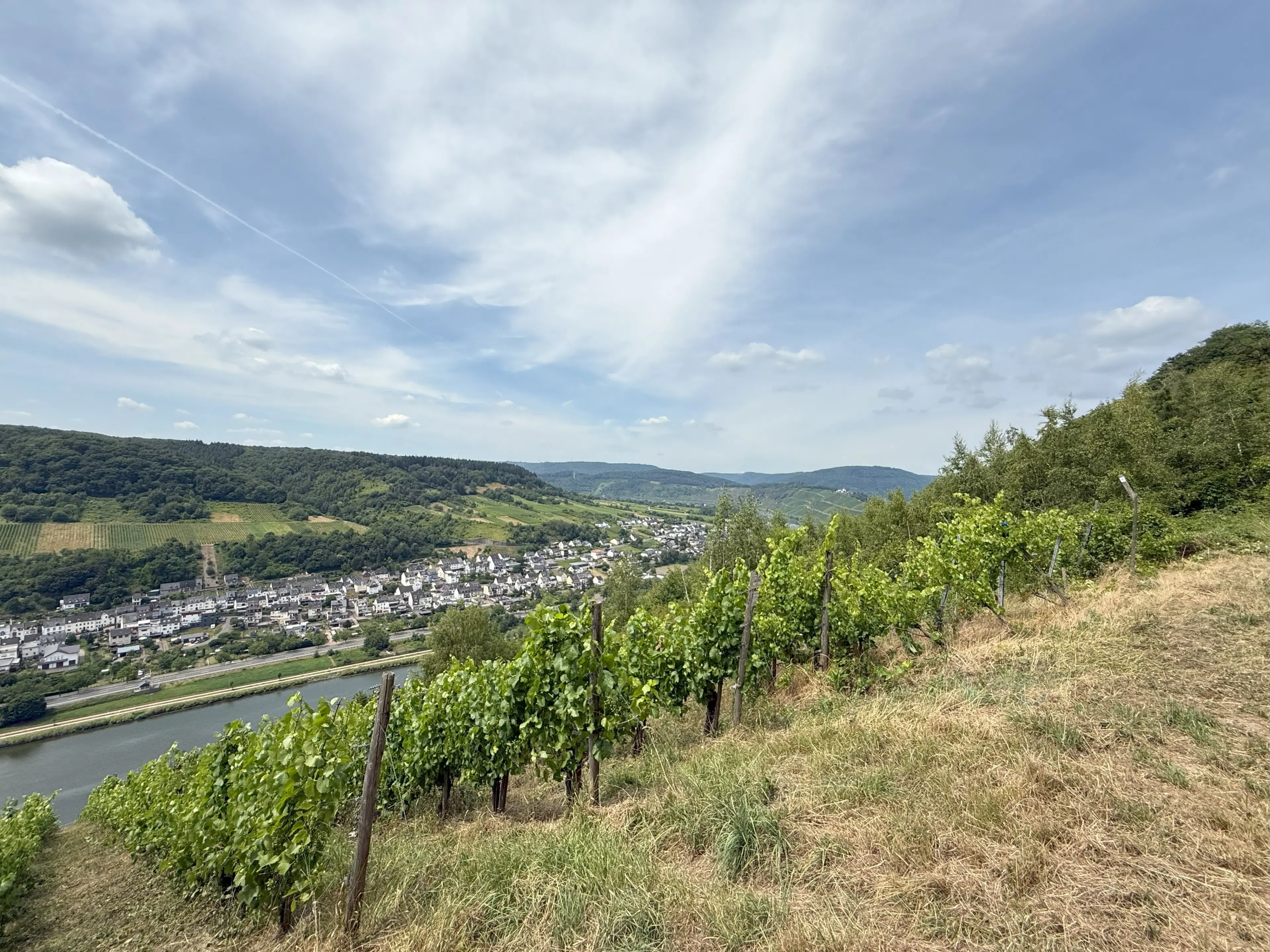 Wijngaard 774 m² met Riesling *direct gebruik mogelijk* in Cochem - Duitsland