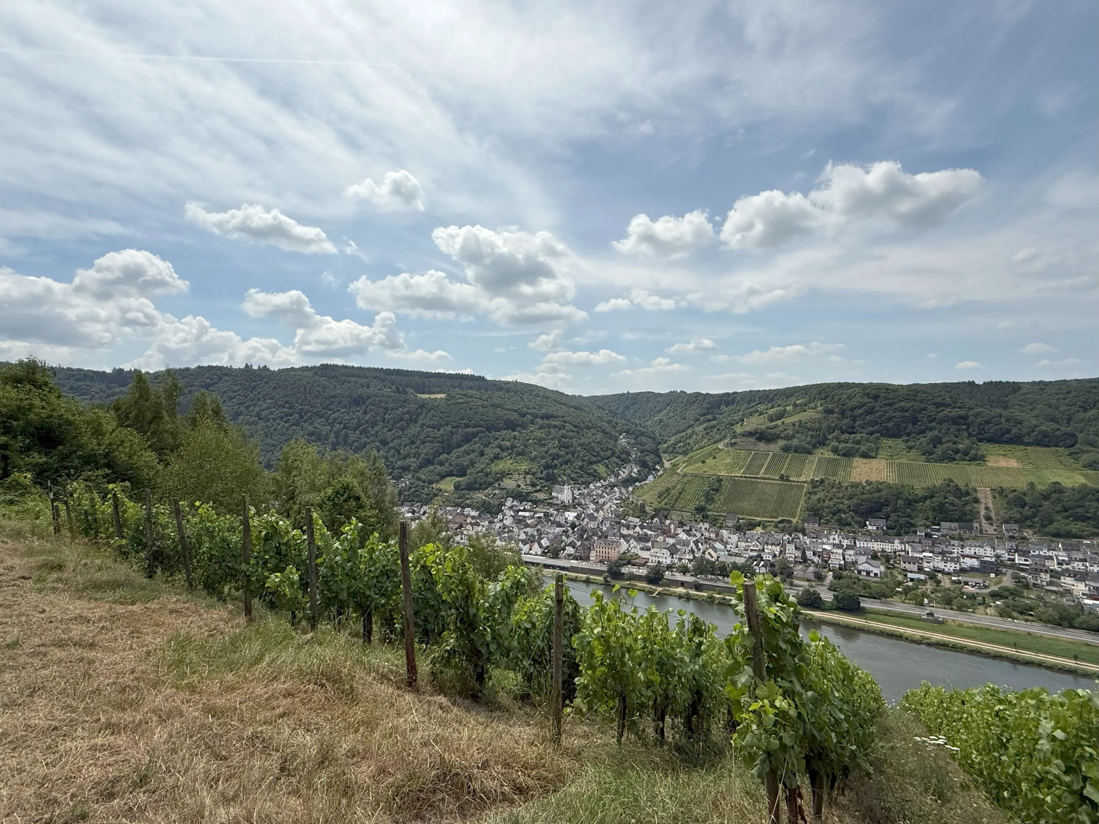 Wijngaard 774 m² met Riesling *direct gebruik mogelijk* in Cochem - Duitsland