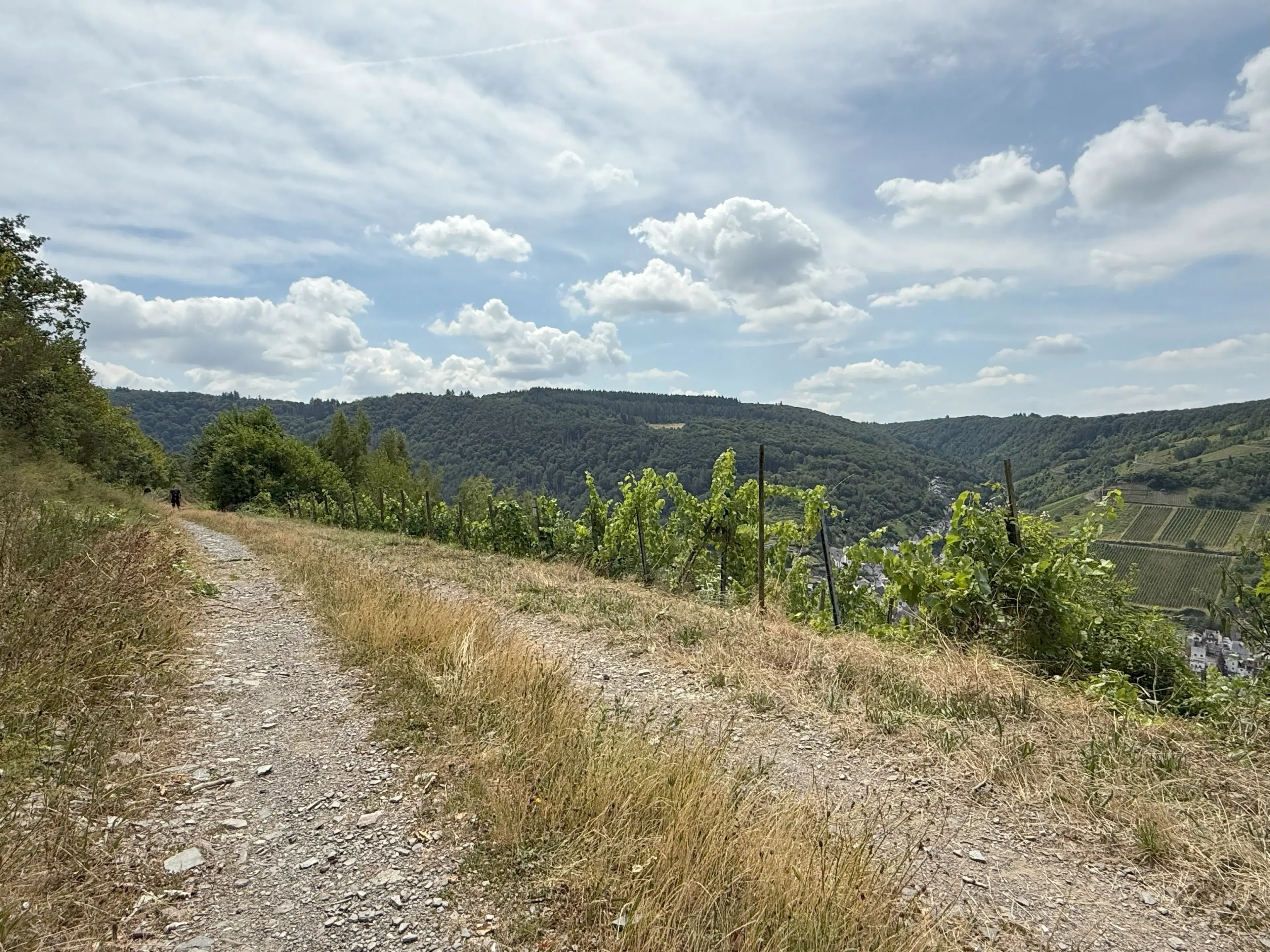 Wijngaard 774 m² met Riesling *direct gebruik mogelijk* in Cochem - Duitsland