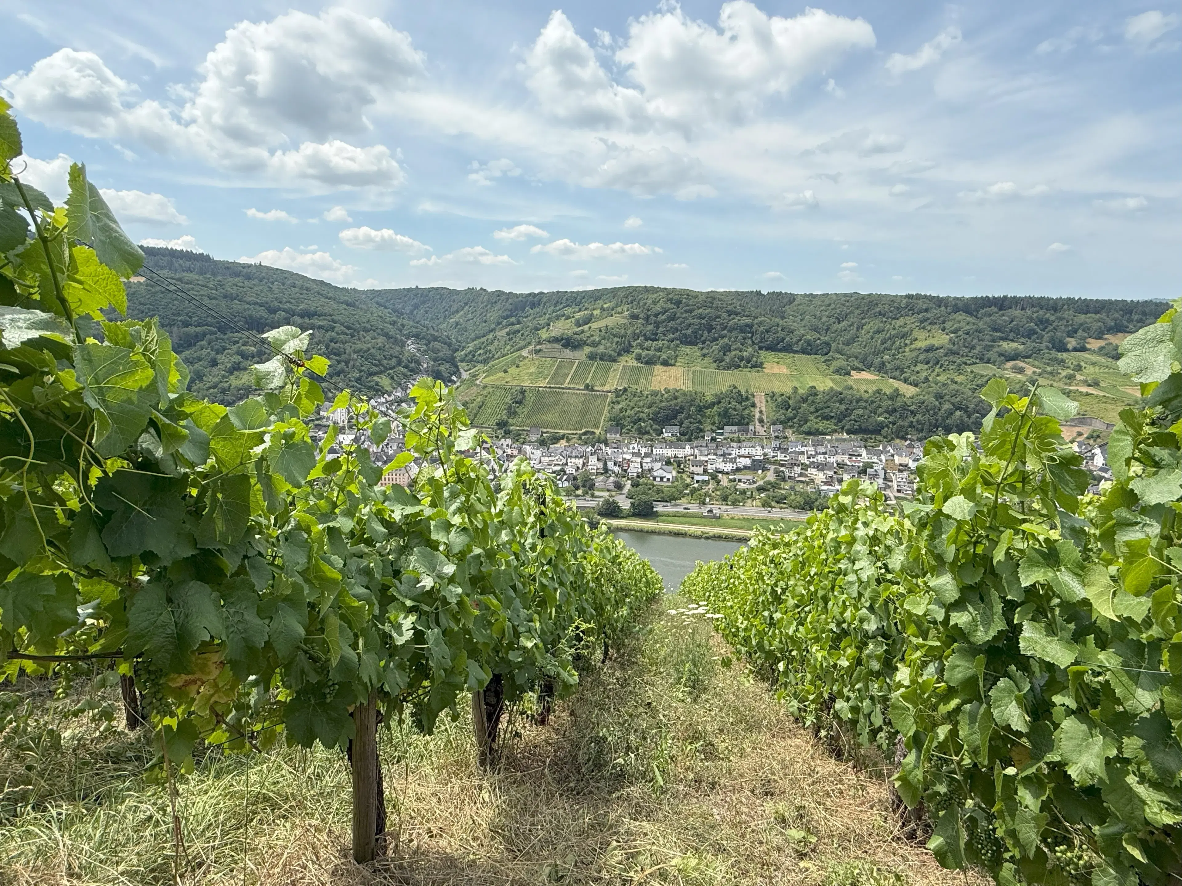 Wijngaard 774 m² met Riesling *direct gebruik mogelijk* in Cochem - Duitsland