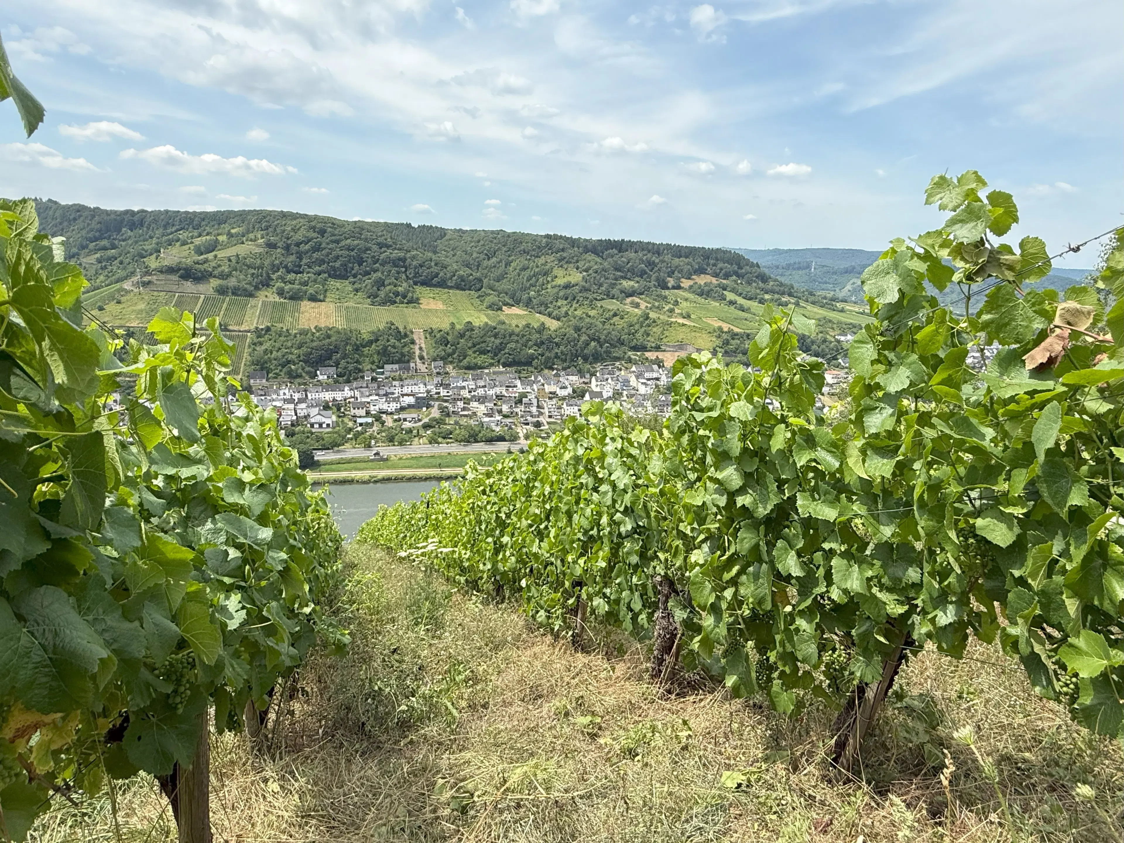 Wijngaard 774 m² met Riesling *direct gebruik mogelijk* in Cochem - Duitsland