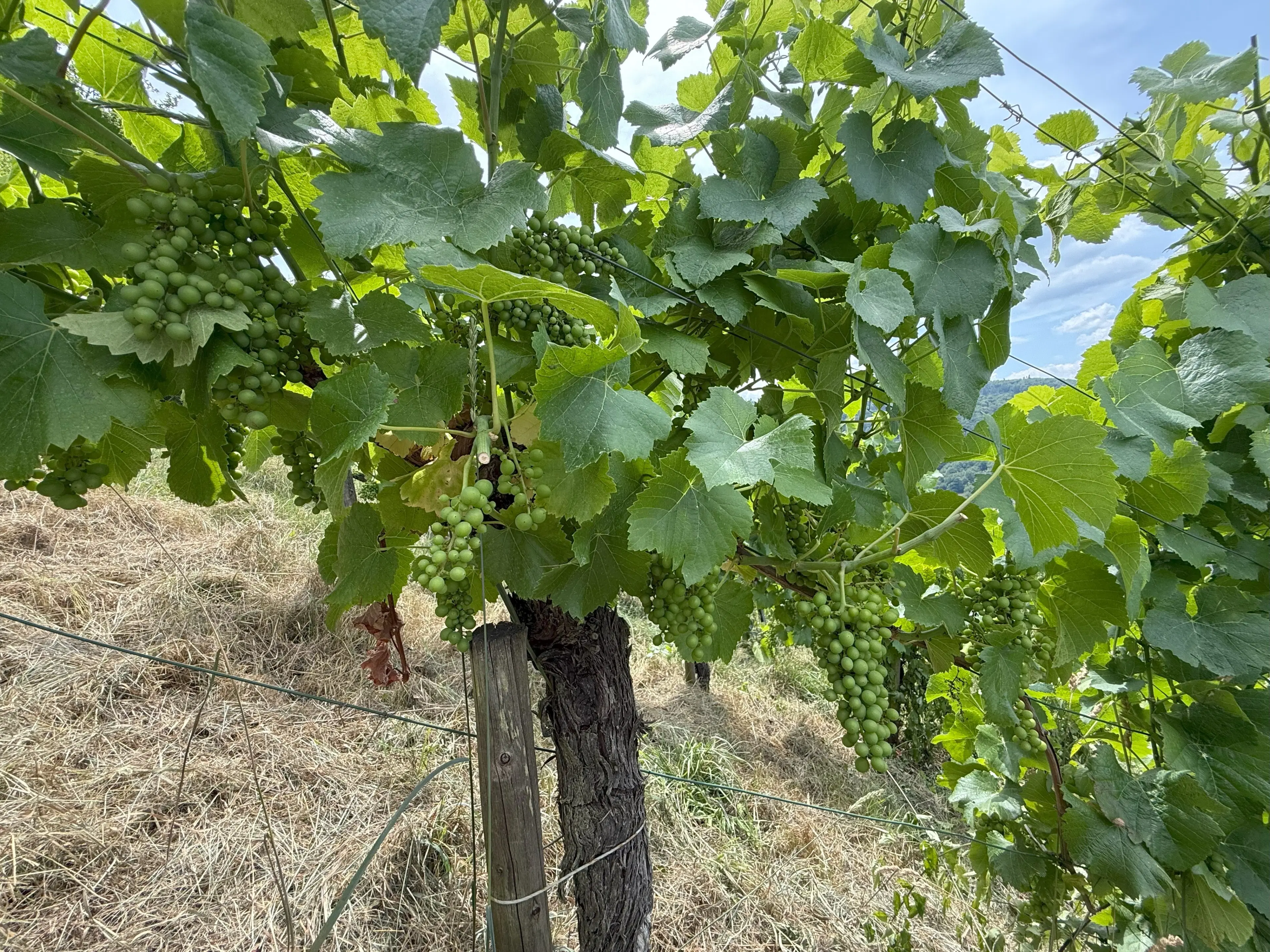 Wijngaard 774 m² met Riesling *direct gebruik mogelijk* in Cochem - Duitsland