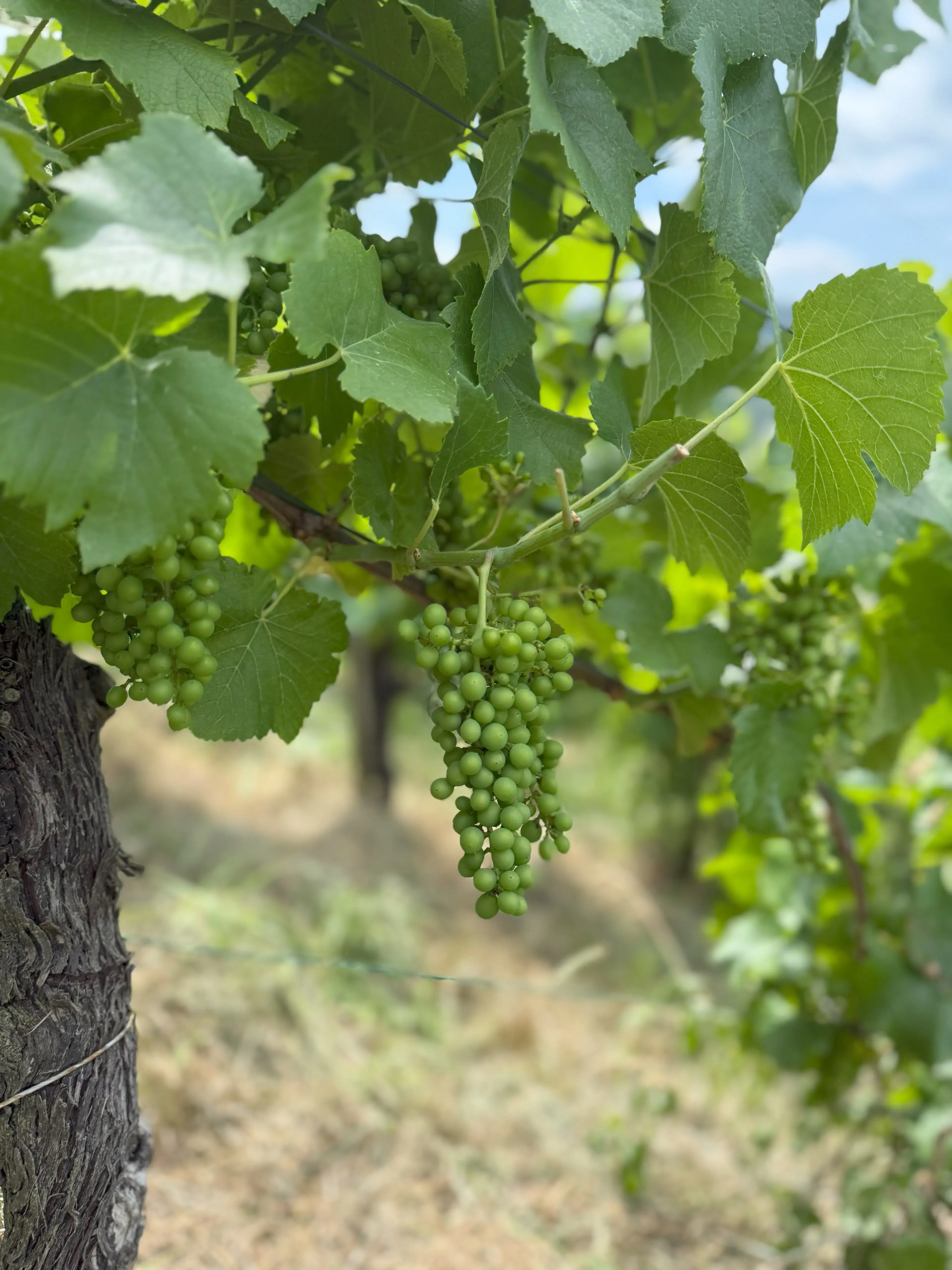 Wijngaard 774 m² met Riesling *direct gebruik mogelijk* in Cochem - Duitsland