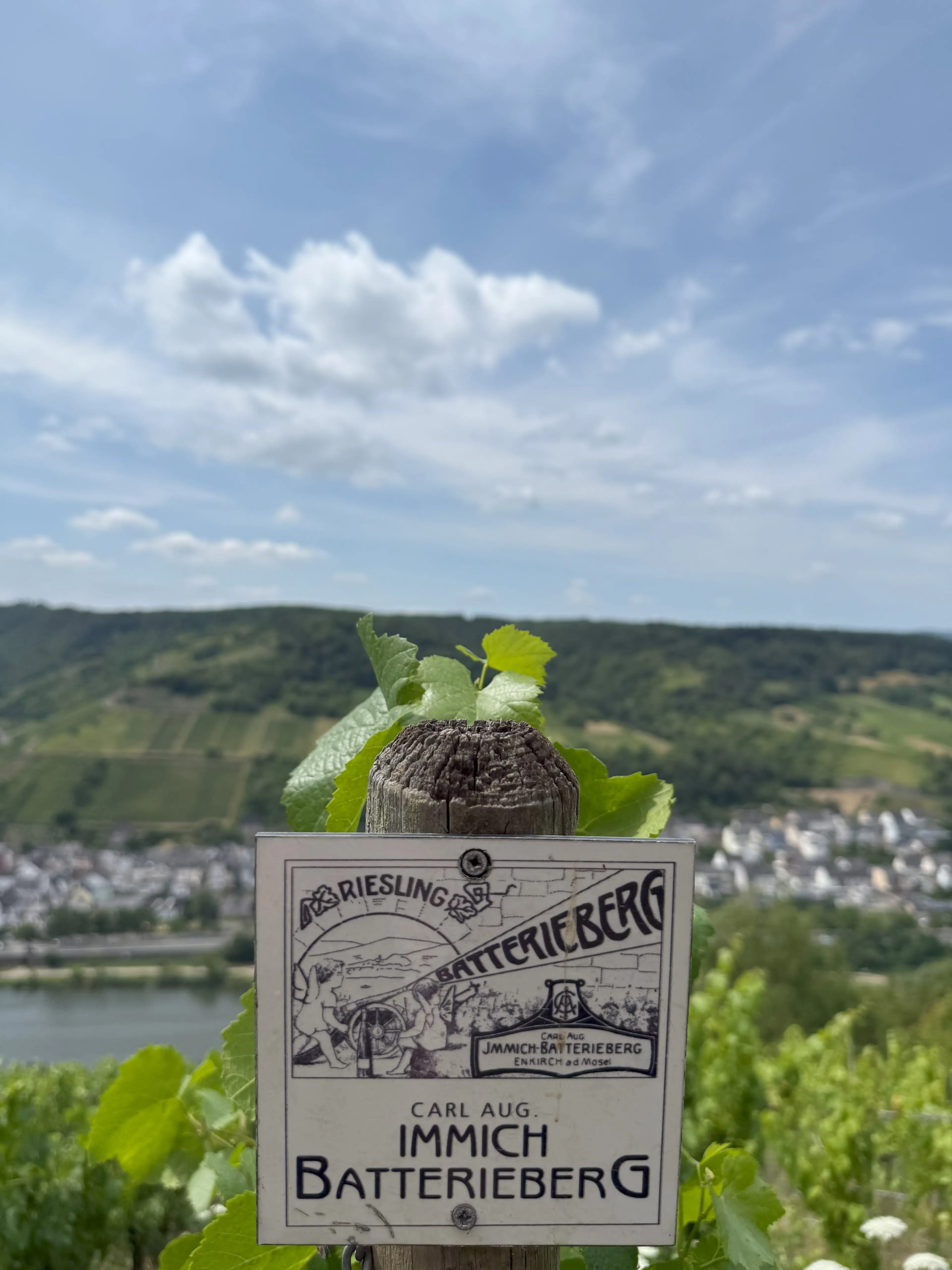 Wijngaard 774 m² met Riesling *direct gebruik mogelijk* in Cochem - Duitsland