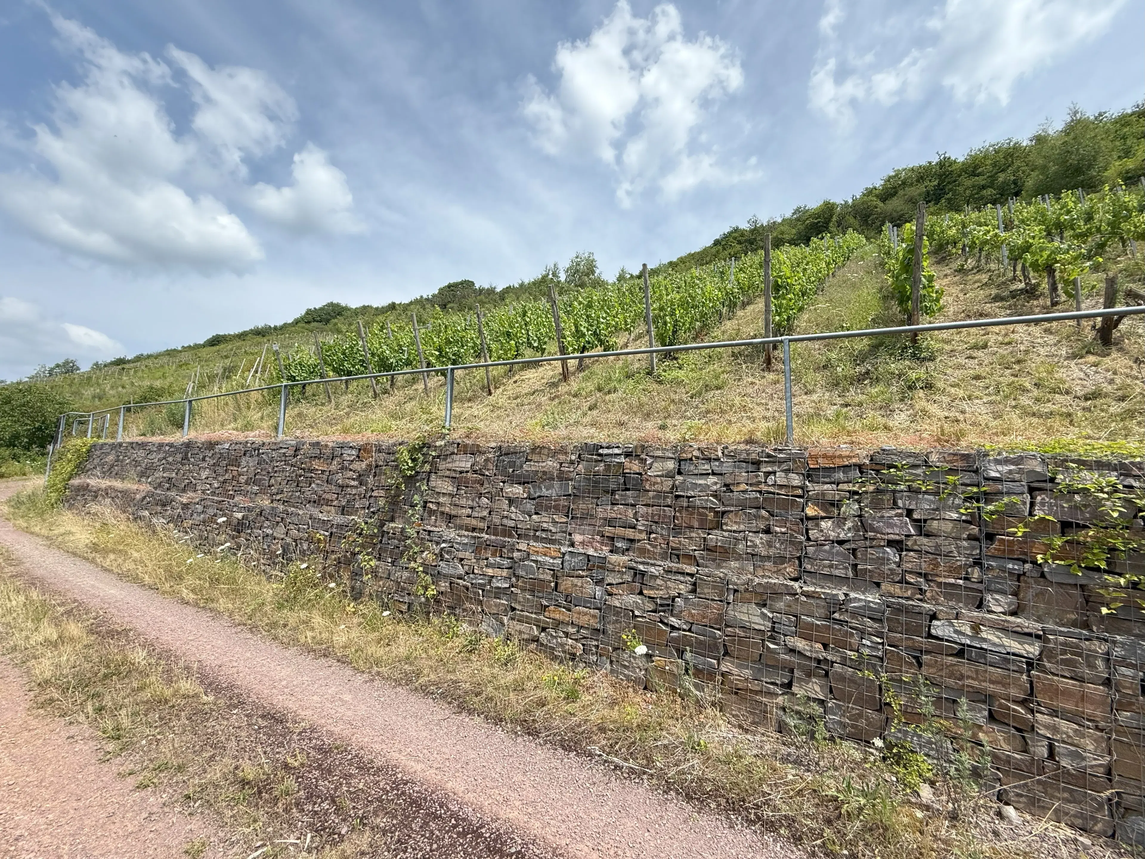 Wijngaard 774 m² met Riesling *direct gebruik mogelijk* in Cochem - Duitsland
