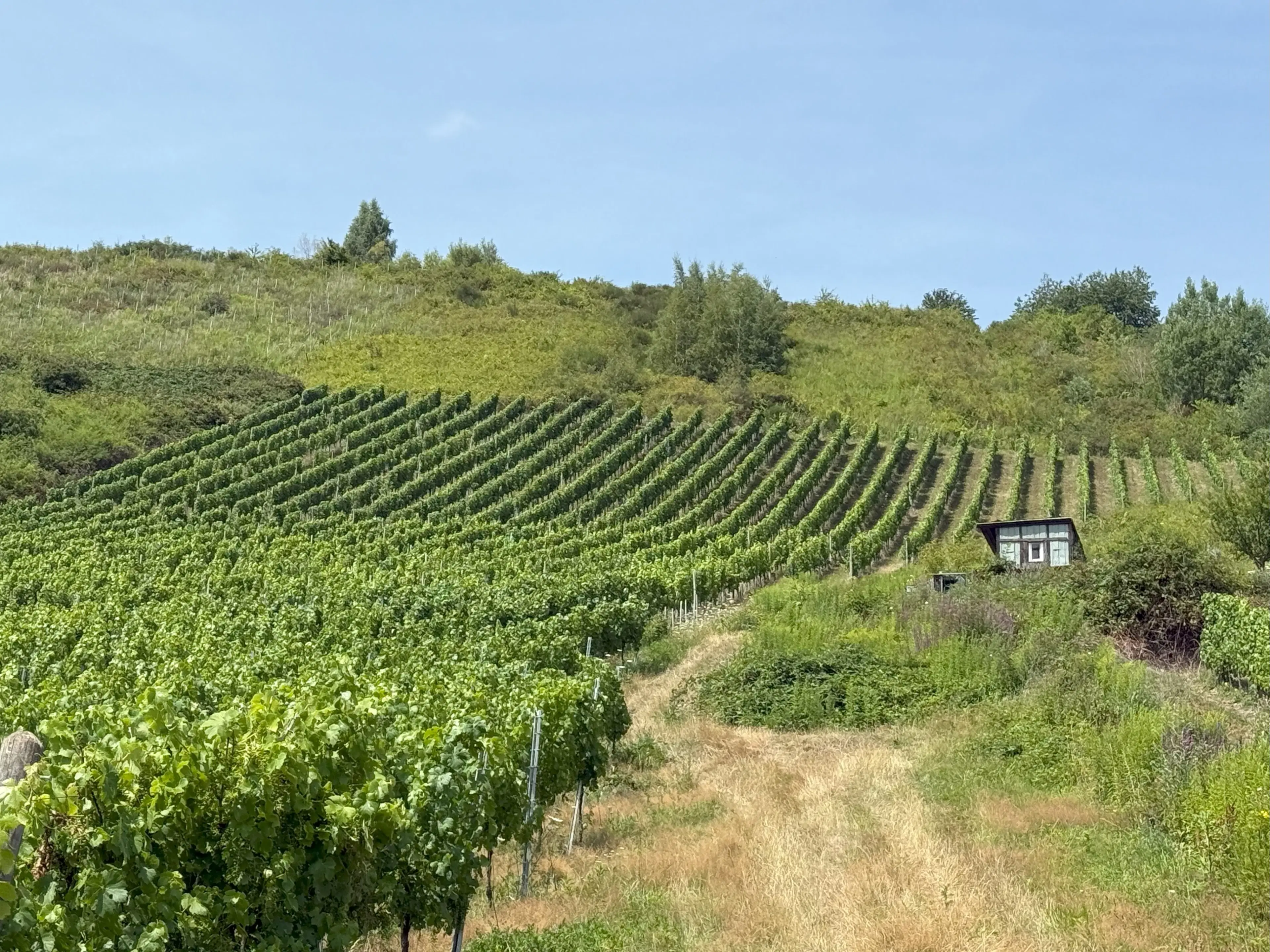 Wijngaard 774 m² met Riesling *direct gebruik mogelijk* in Cochem - Duitsland