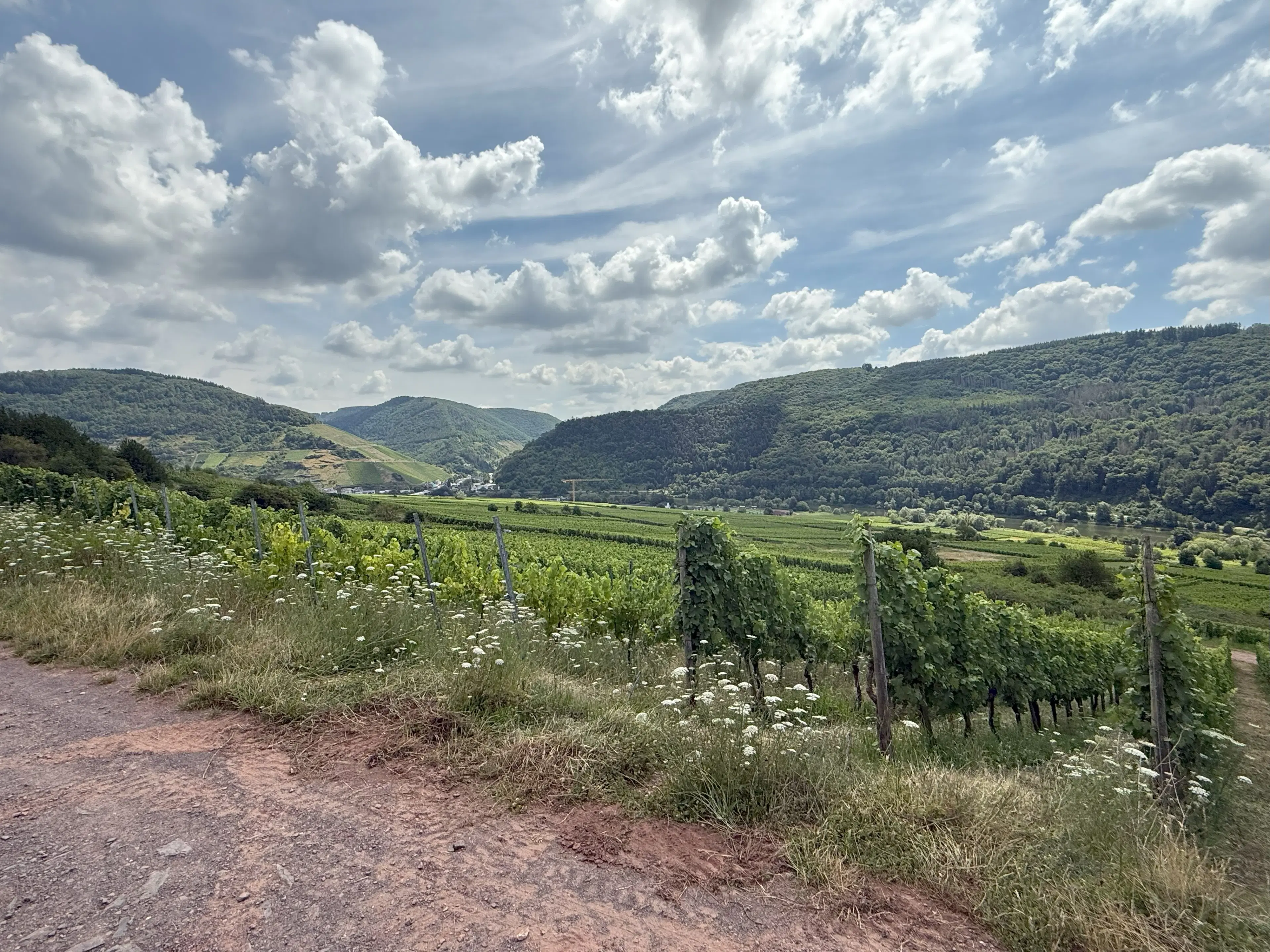 Wijngaard 774 m² met Riesling *direct gebruik mogelijk* in Cochem - Duitsland