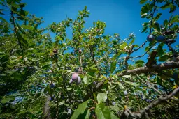 1.490 m² boomgaard met 2 oude huizen en 1 schuur in Podgore, Vidin - Bulgarije