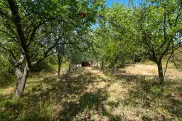 1.490 m² boomgaard met 2 oude huizen en 1 schuur in Podgore, Vidin - Bulgarije