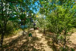 1.490 m² boomgaard met 2 oude huizen en 1 schuur in Podgore, Vidin - Bulgarije