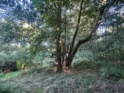 Off-grid perceel 1,2 hectare natuur in Osterfeld - Duitsland