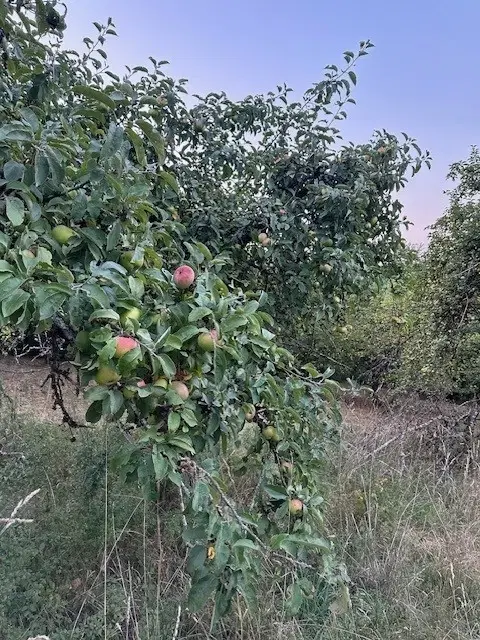 Eigendomsperceel met appelboomgaard, ca. 990 m² in Röttingen, Bayers - Duitsland