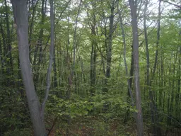 6.202 m² bosgrond in Kula, Vidin, Bulgarije