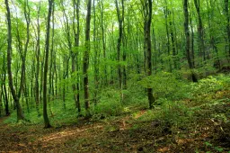 6.202 m² bosgrond in Kula, Vidin, Bulgarije