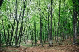 6.202 m² bosgrond in Kula, Vidin, Bulgarije