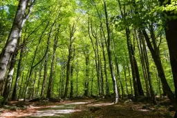 6.202 m² bosgrond in Kula, Vidin, Bulgarije