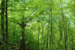 6.202 m² bosgrond in Kula, Vidin, Bulgarije