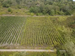 Wijngaard totaal 1.525 m² met Riesling aan de Moezel in Cochem - Duitsland