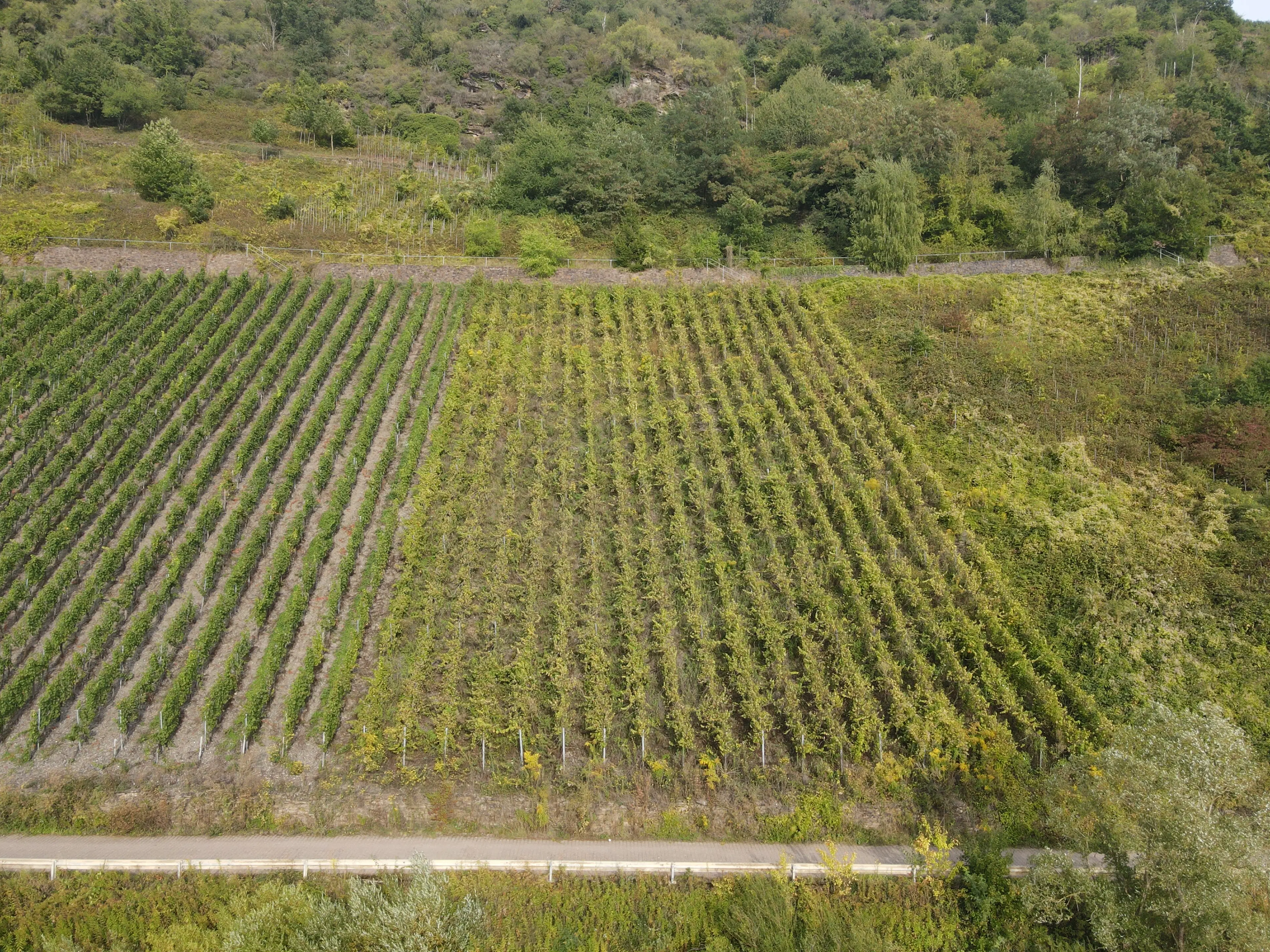 Wijngaard totaal 1.525 m² met Riesling aan de Moezel in Cochem - Duitsland