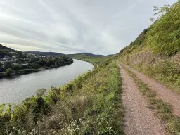 Wijngaard totaal 1.525 m² met Riesling aan de Moezel in Cochem - Duitsland