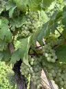 Wijngaard totaal 1.525 m² met Riesling aan de Moezel in Cochem - Duitsland