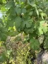 Wijngaard totaal 1.525 m² met Riesling aan de Moezel in Cochem - Duitsland