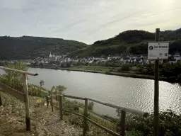 Wijngaard totaal 1.525 m² met Riesling aan de Moezel in Cochem - Duitsland