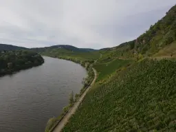 Wijngaard totaal 1.525 m² met Riesling aan de Moezel in Cochem - Duitsland