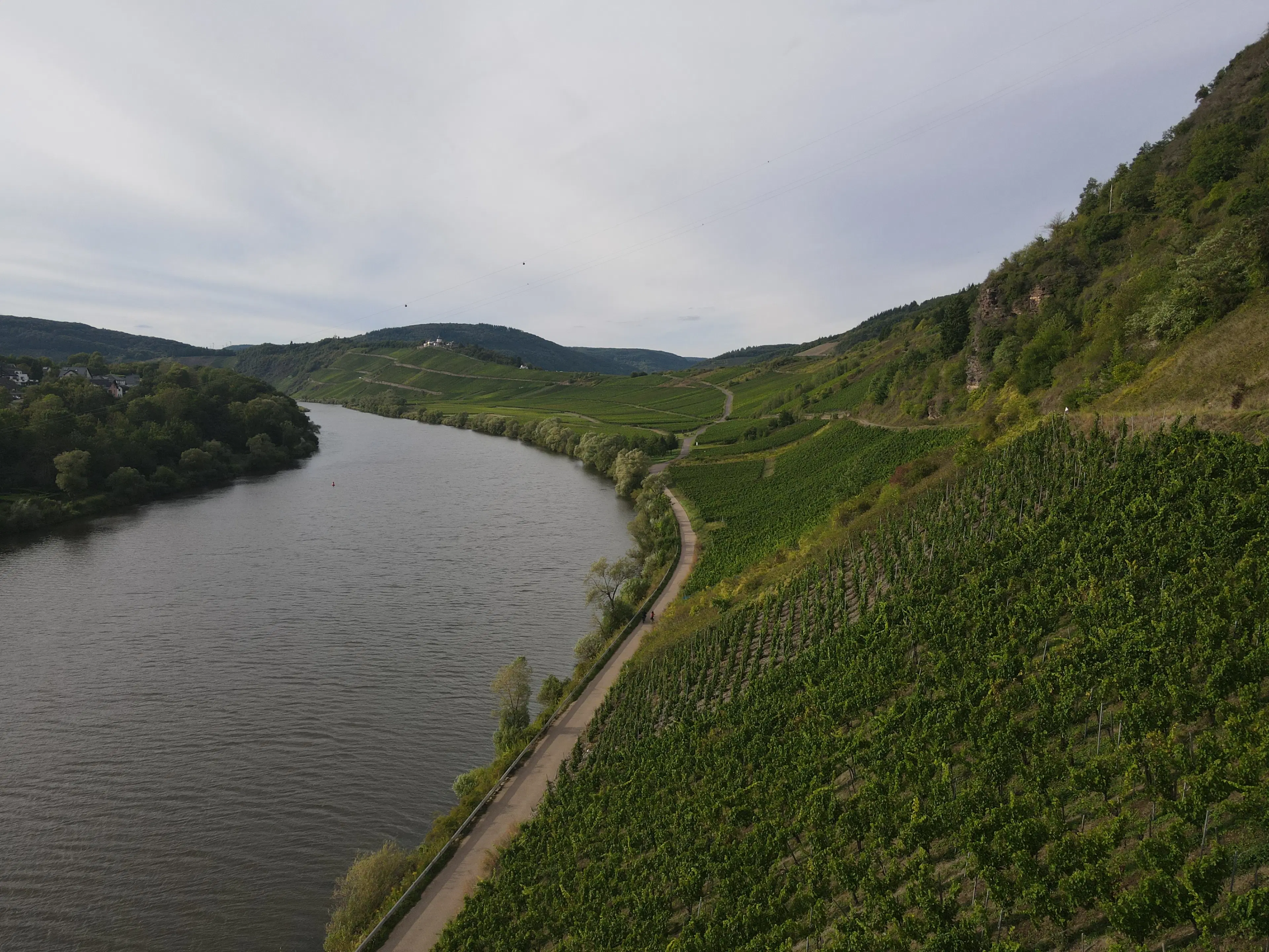 Wijngaard totaal 1.525 m² met Riesling aan de Moezel in Cochem - Duitsland