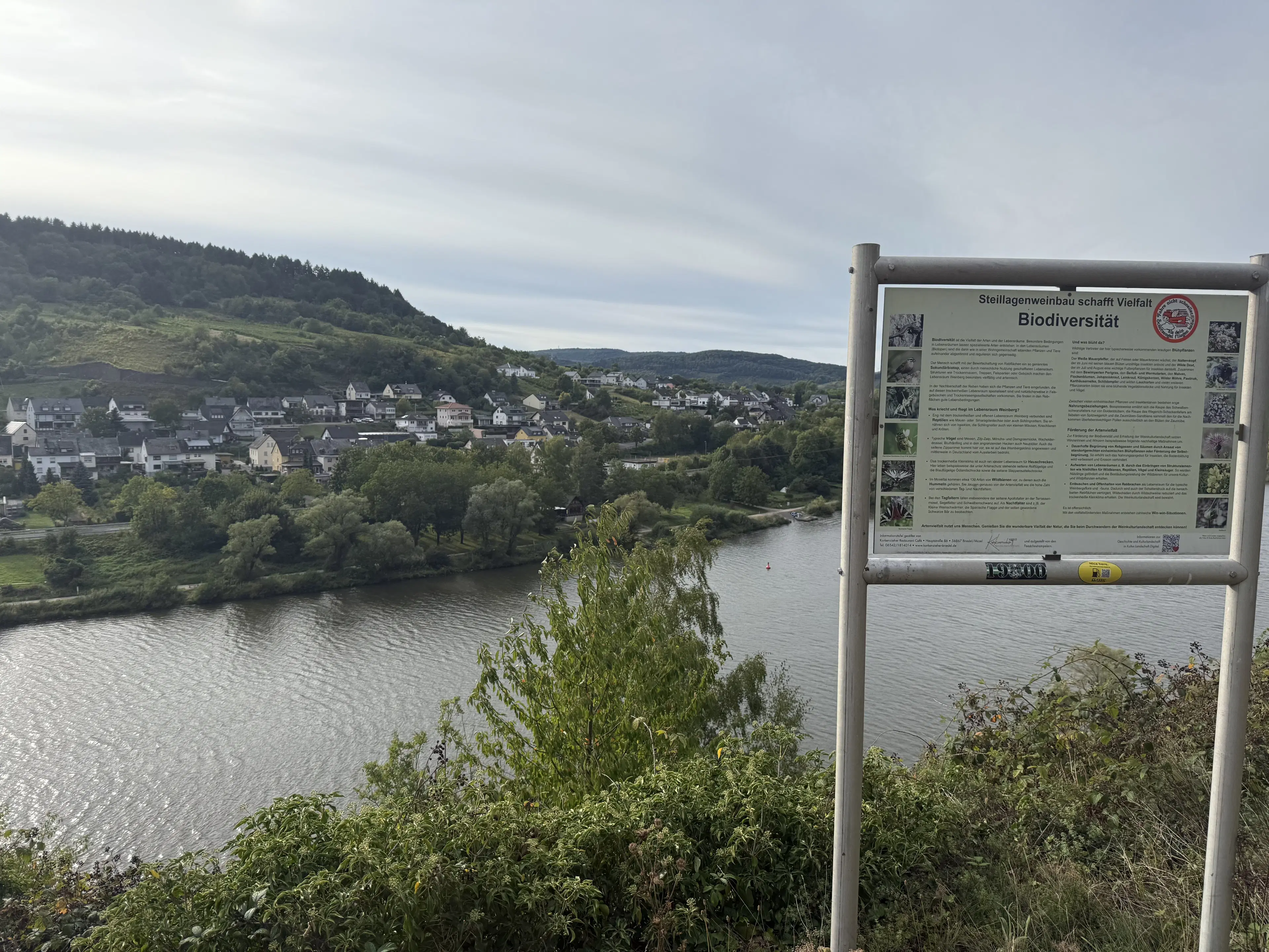 Wijngaard totaal 1.525 m² met Riesling aan de Moezel in Cochem - Duitsland